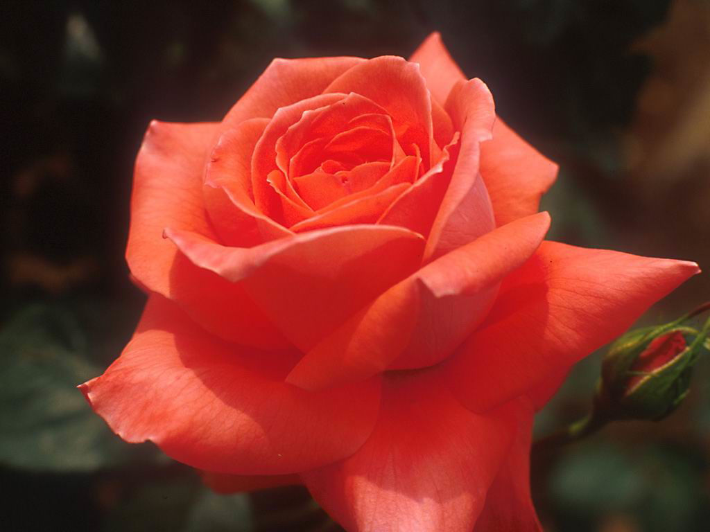 リクエスト小説受け付けます